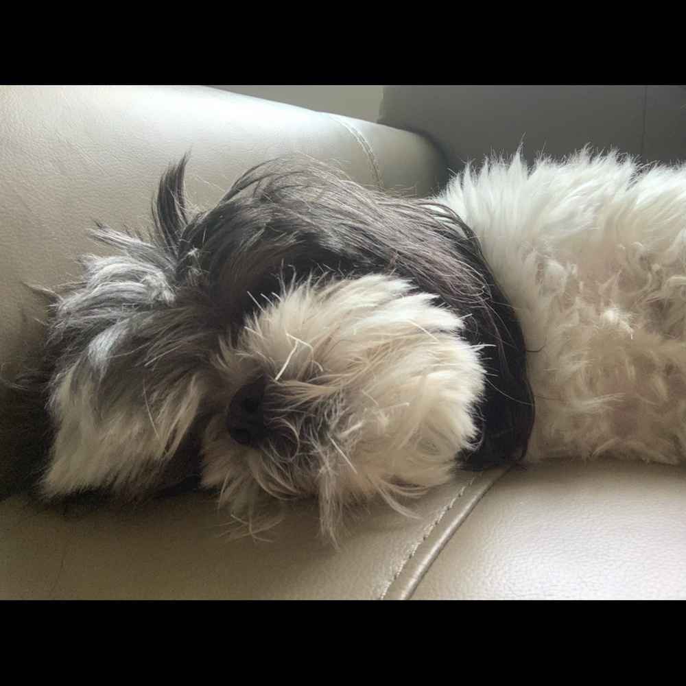 Meet your Posher, Shelley